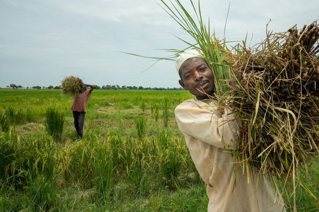 A smiling Nigerian farmer carrying freshly harvested crops