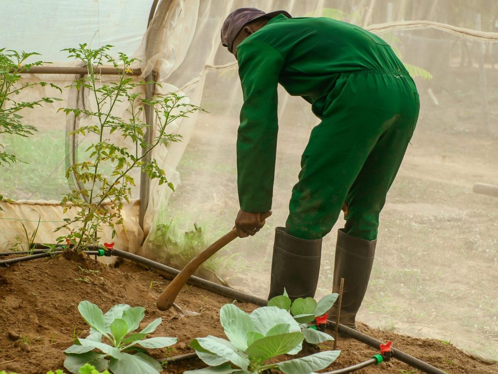 A farm worker weeding cabbage beds in a greenhouse in Nigeria