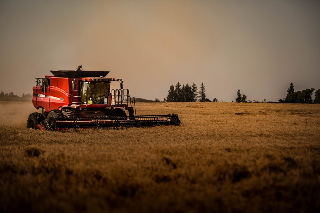 A combine harvester in a golden field