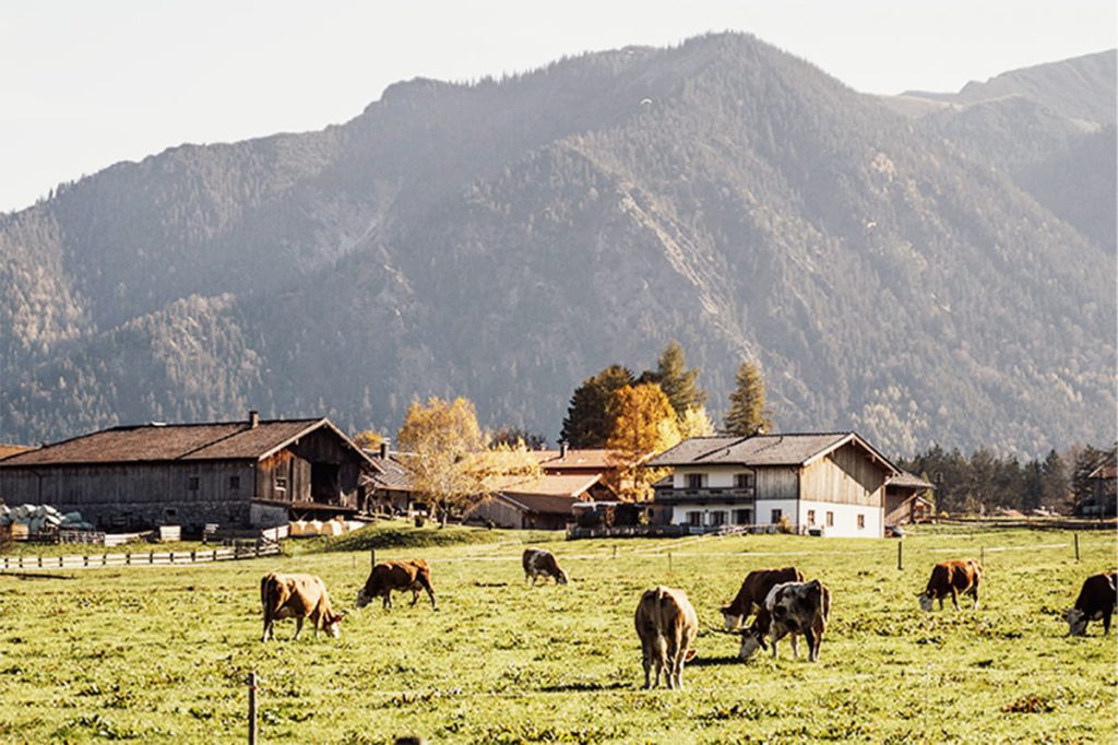 Cattle grazing on green pasture